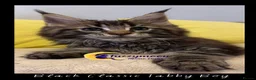Maine Coon cats for sale: Gorgeous TICA Pedigree Maine Coon Kittens - Advert 10
