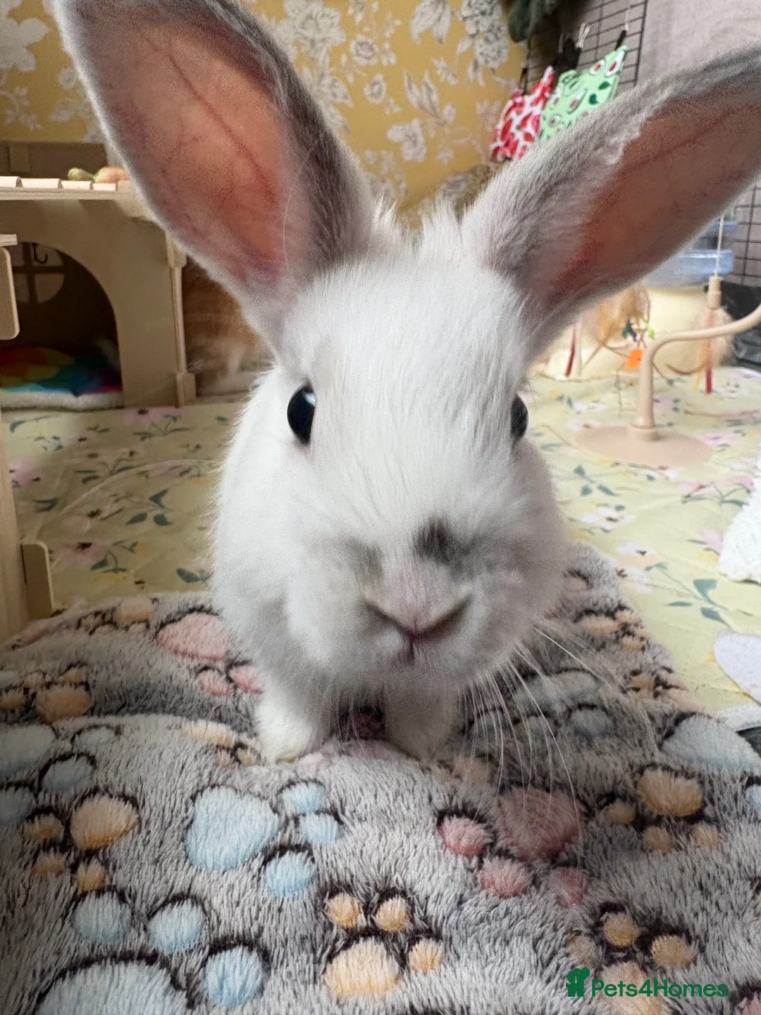 Dwarf Lop rabbits for sale: 2 bonded dwarf lop rabbits - Advert 5