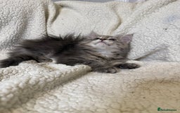 Mixed Breed cats for sale: Stunning Maine Coon x Norwegian Forest Kittens  - Image 8
