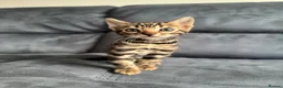 Bengal cats for sale: Bengal Kitten For Sale (Ready to go - Last One) - Advert 33