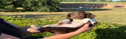 English Springer Spaniel dogs for sale: Springer Spaniel Puppies  - Advert 7