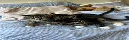 Mixed Breed cats for sale: Siberian Mix kittens - Advert 16
