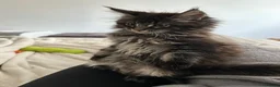 Maine Coon cats for sale: Registered Maine coon girl - - Advert 2