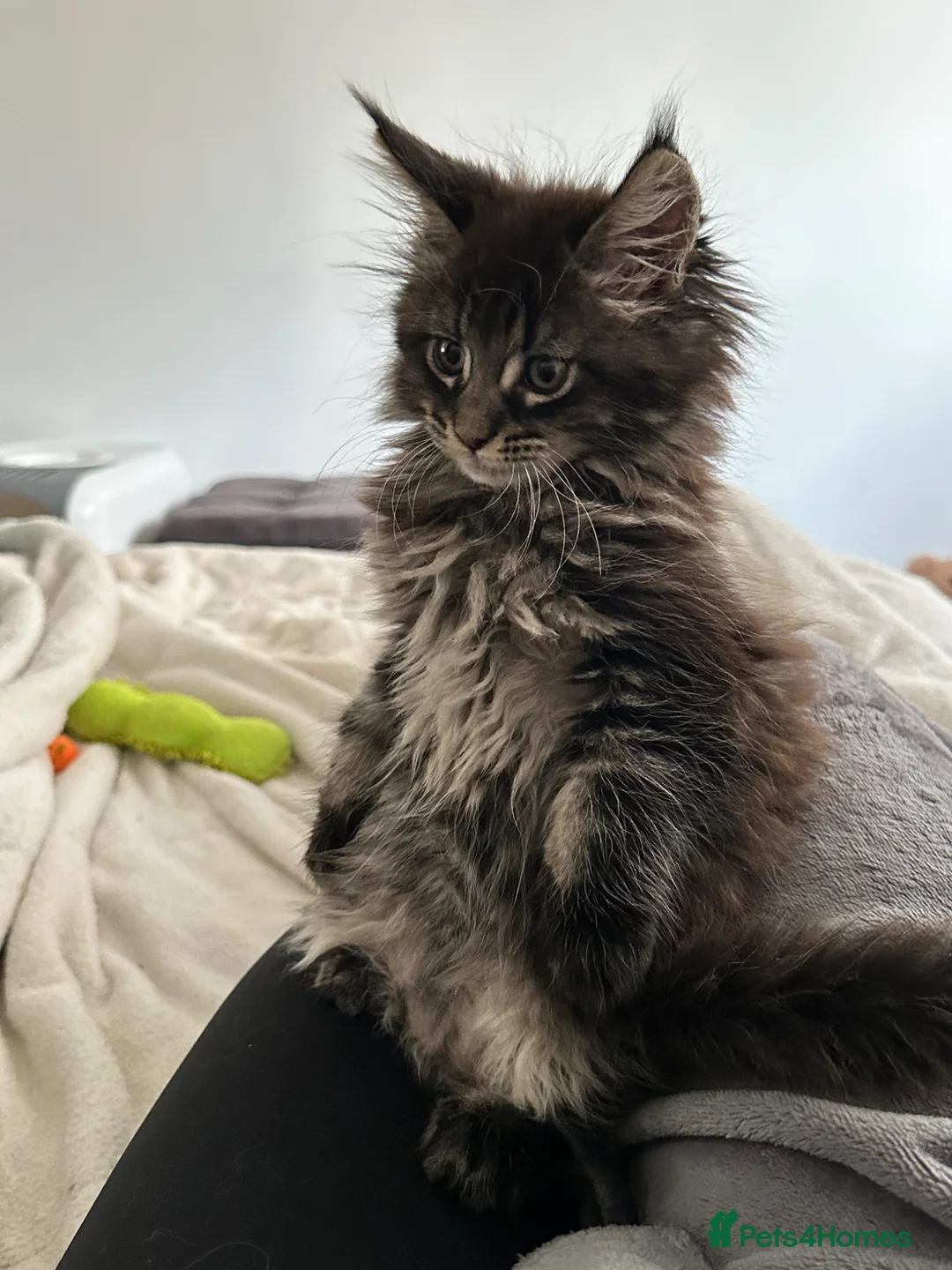 Maine Coon cats for sale: Registered Maine coon girl - - Advert 2