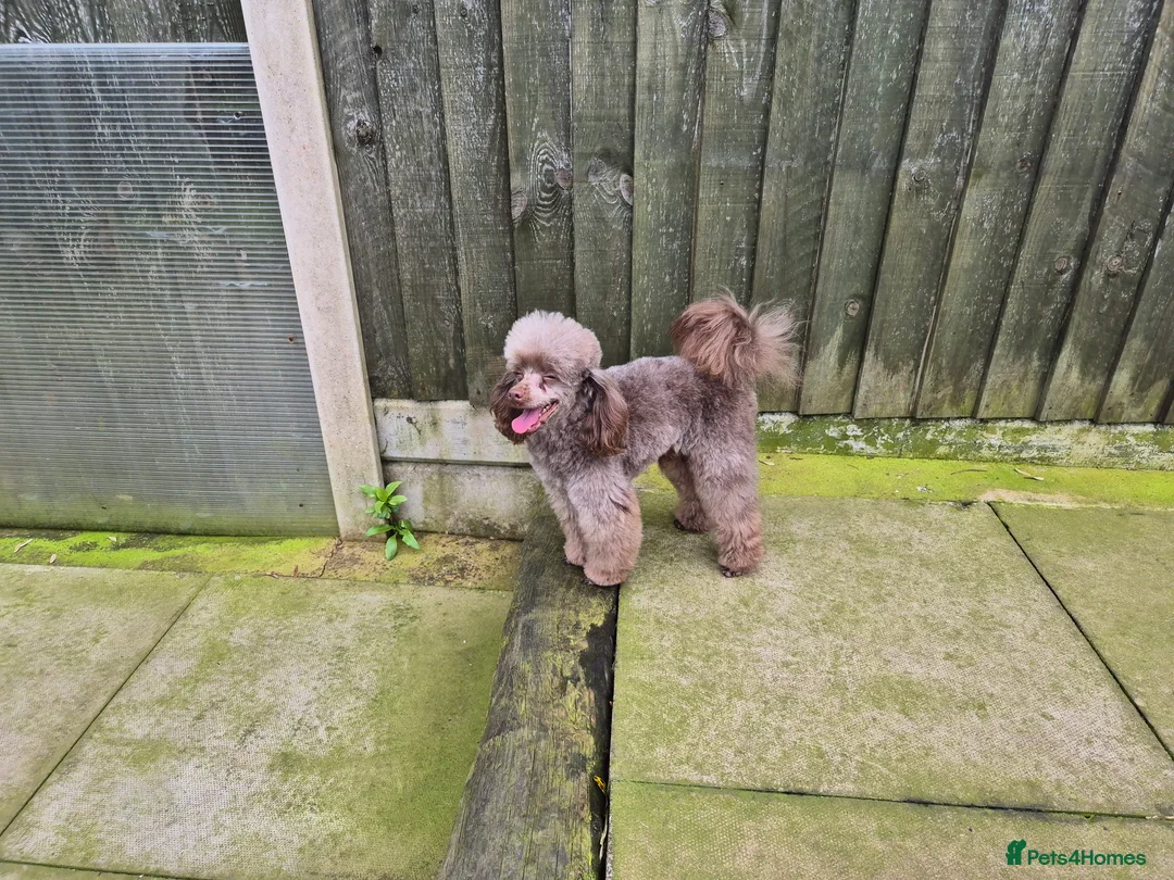 Toy Poodle dogs for stud: Stunning Chocolate Toy Poodle  in Stafford - Advert 30