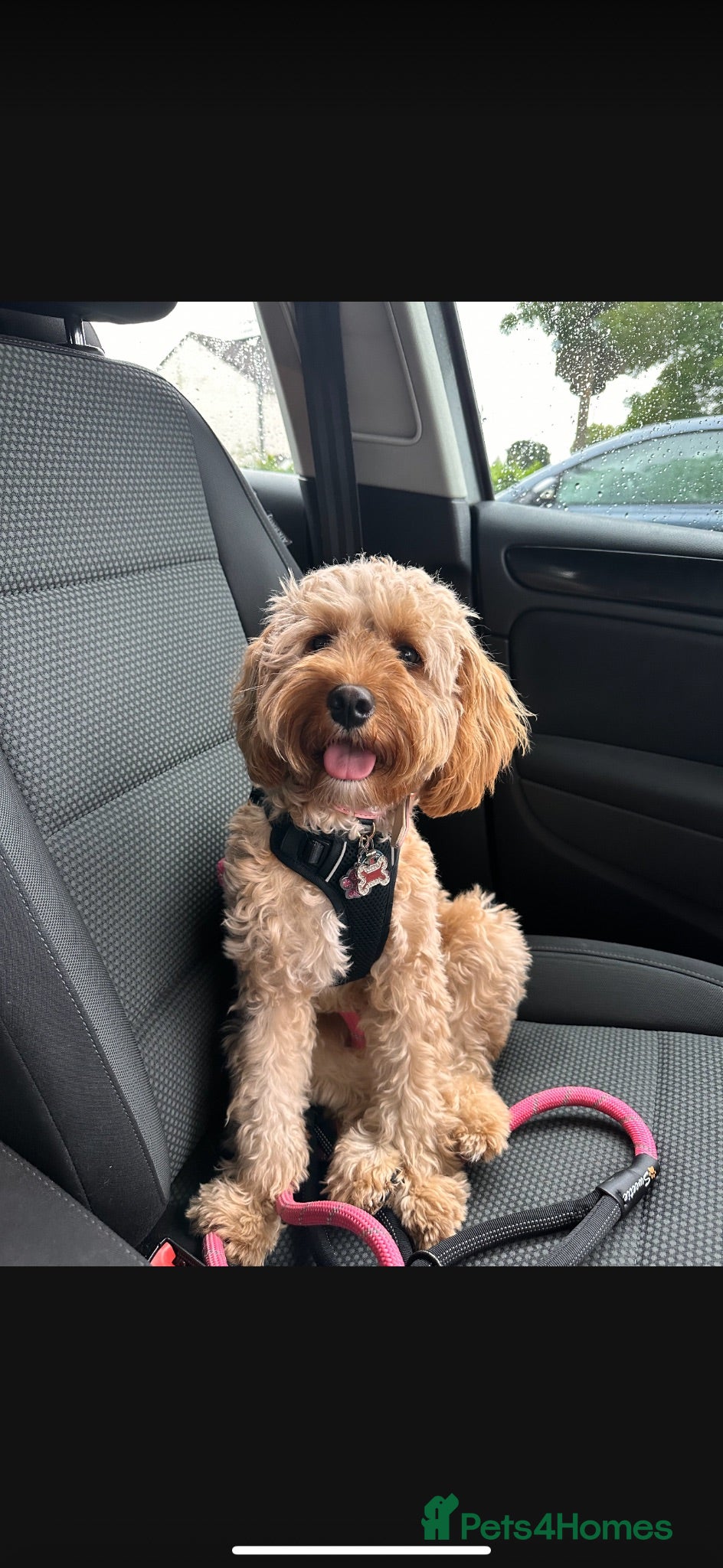 Cavapoo dogs Beautiful Red F1b Cavapoo pups-Ready September 🐾 - Advert 6
