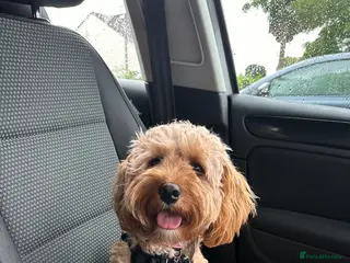 Cavapoo dogs Beautiful Red F1b Cavapoo pups-Ready September 🐾 - Advert 2