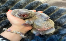 French Bulldog dogs for sale: French bulldog puppies ready for reservation  - Image 5