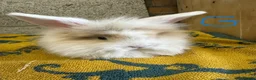 Lionhead rabbits for sale: Beautiful Lionhead Rabbits For Sale  - Advert 6