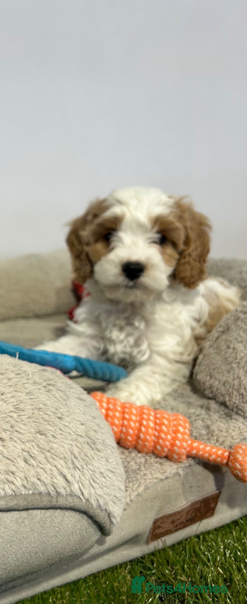 Cavapoochon dogs Gorgeous Female Cavapoochon  - Advert 1