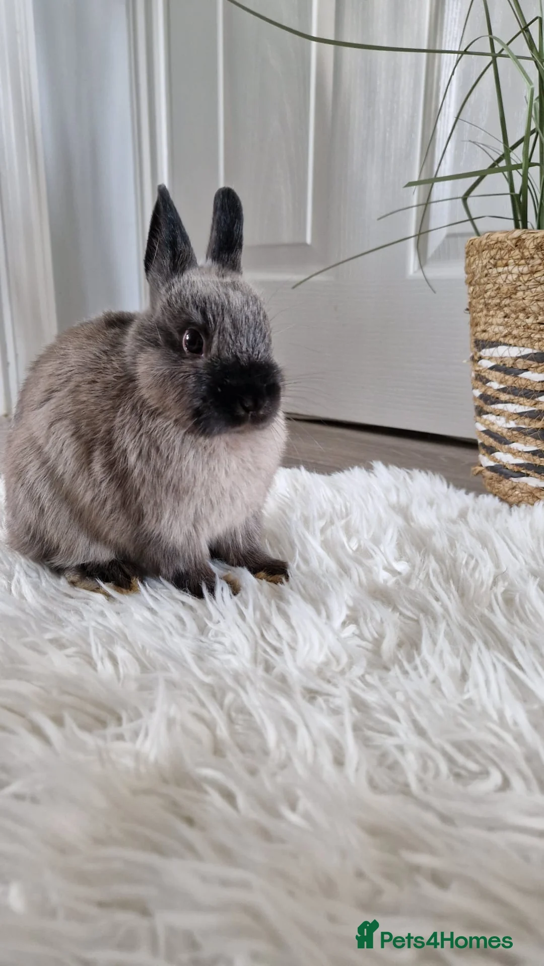 Netherland Dwarf rabbits for sale: Netherland dwarf bunnies - Advert 2