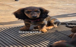 Dachshund dogs for sale: Red long-haired standard dachshund puppies - Image 24