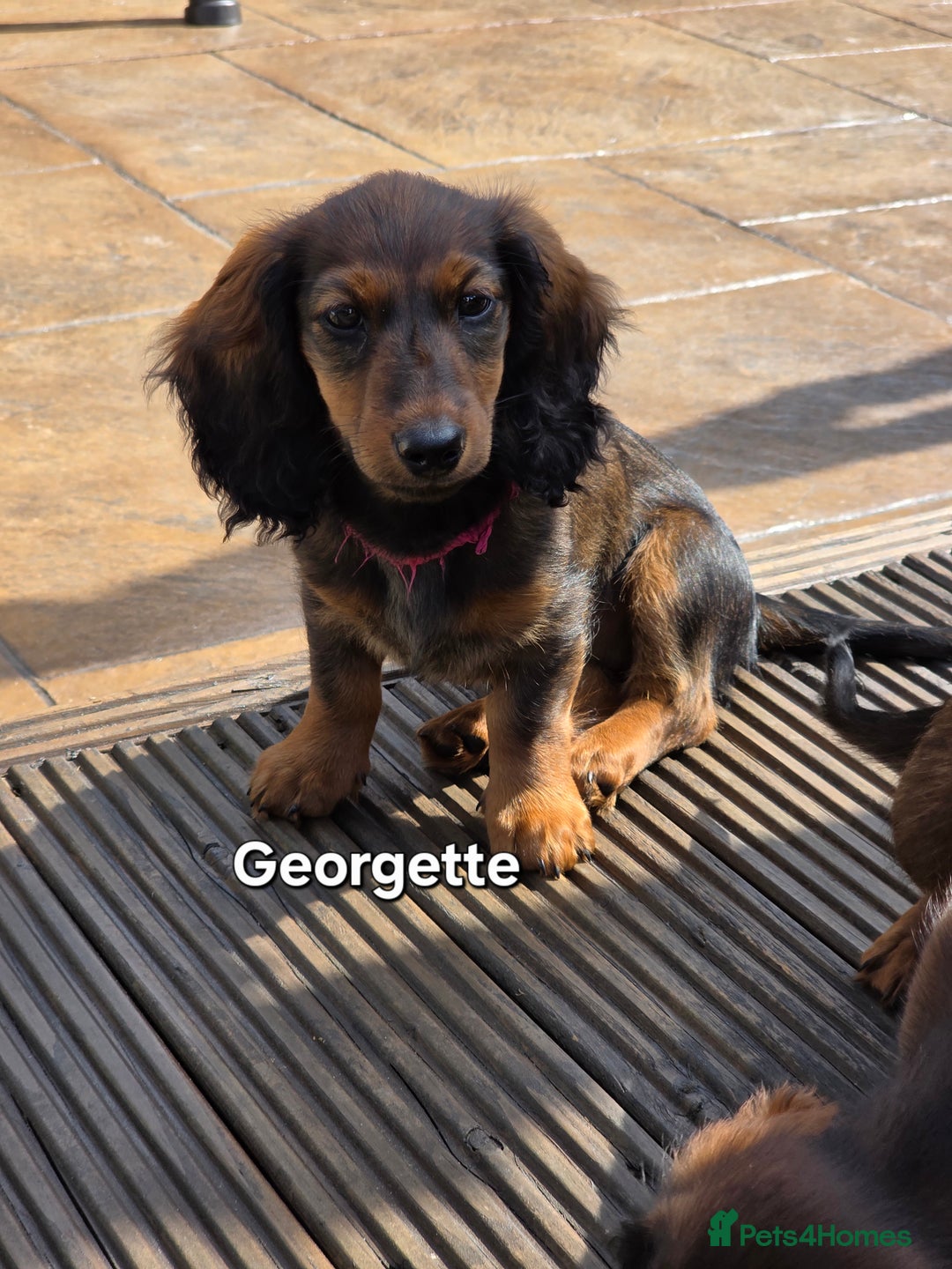 Dachshund dogs for sale: Red long-haired standard dachshund puppies - Image 24