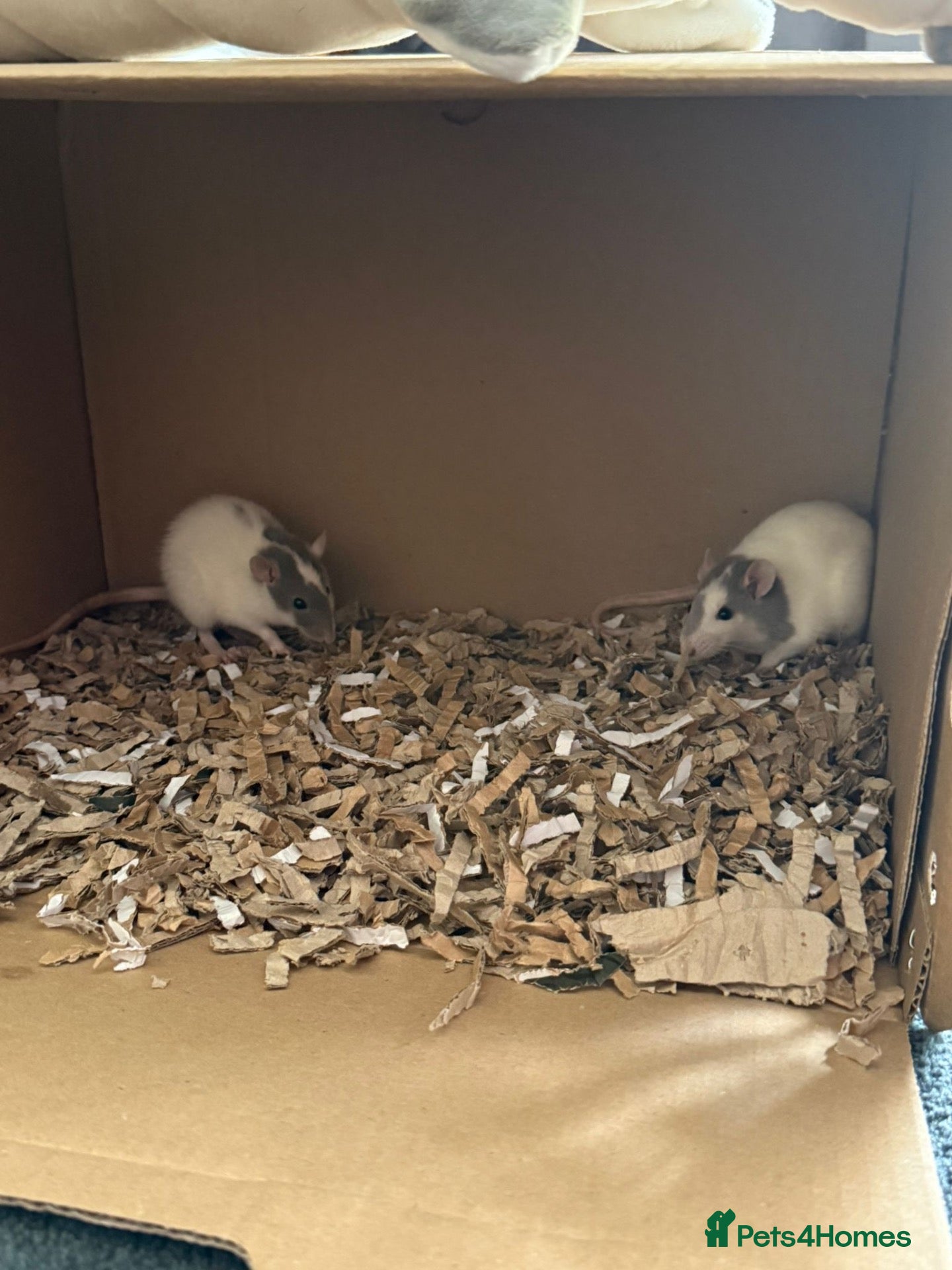Rat rodents Female rats  - Advert 1