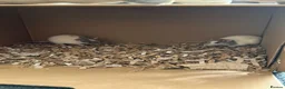 Rat rodents for sale: Female rats  in Nottingham - Advert 1