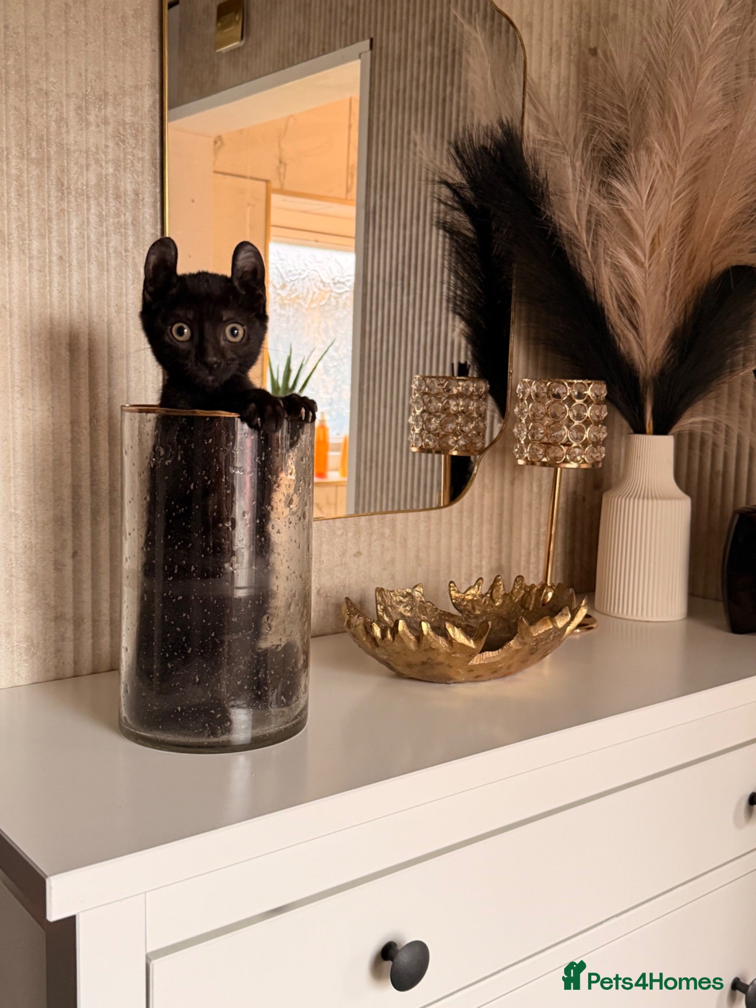 Sphynx cats Such a handsome Black Boy available NOW! - Advert 20