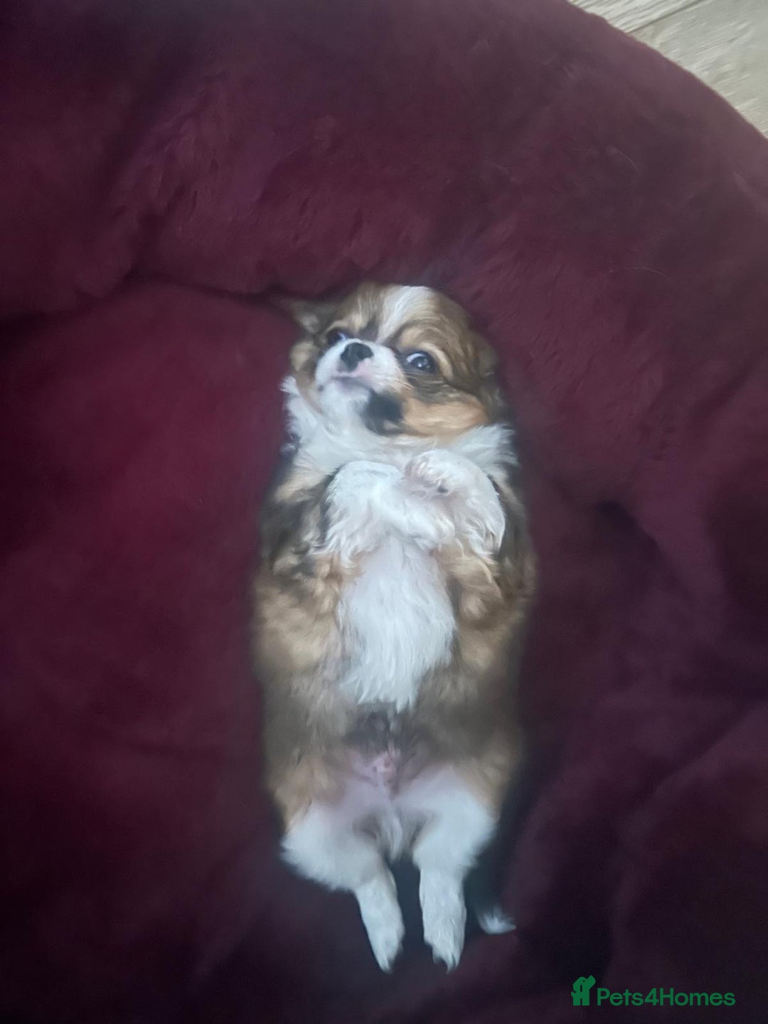 Chihuahua dogs for sale: 🌟Chihuahua Boy Ready for a Forever Loving Home🌟 - Advert 2