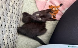 British Shorthair cats for sale: British Shorthair kittens girls - Image 6