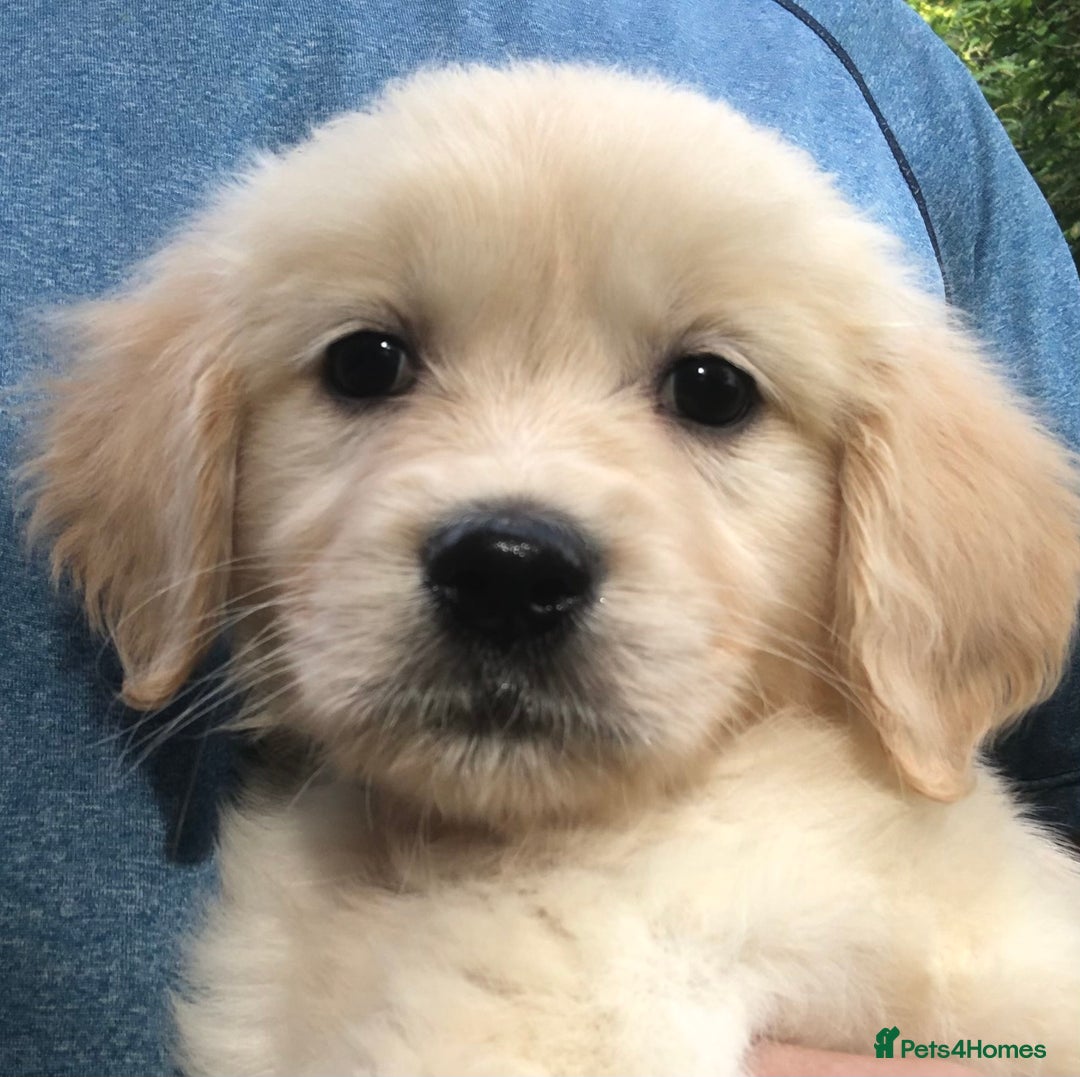 Golden Retriever dogs for sale: Super litter of Goldie pups carrying some colour  - Image 16