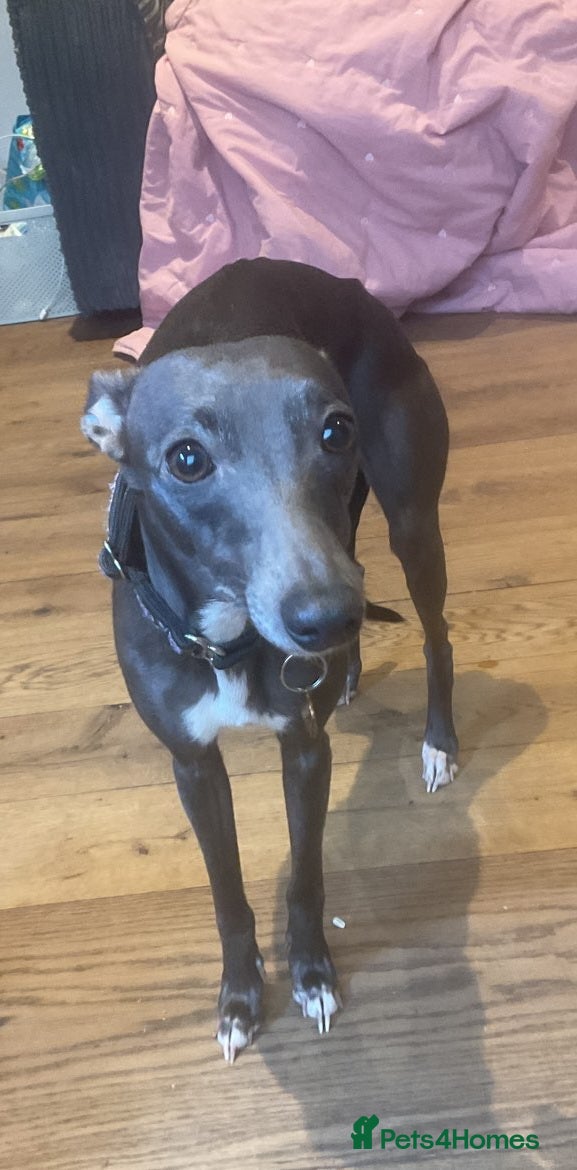 Italian Greyhound dogs Italian Greyhound, Poppy. - Advert 17