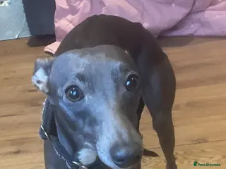 Italian Greyhound dogs Italian Greyhound, Poppy. - Advert 17