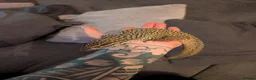 Monitor reptiles for sale: Ackie Monitor - Advert 3