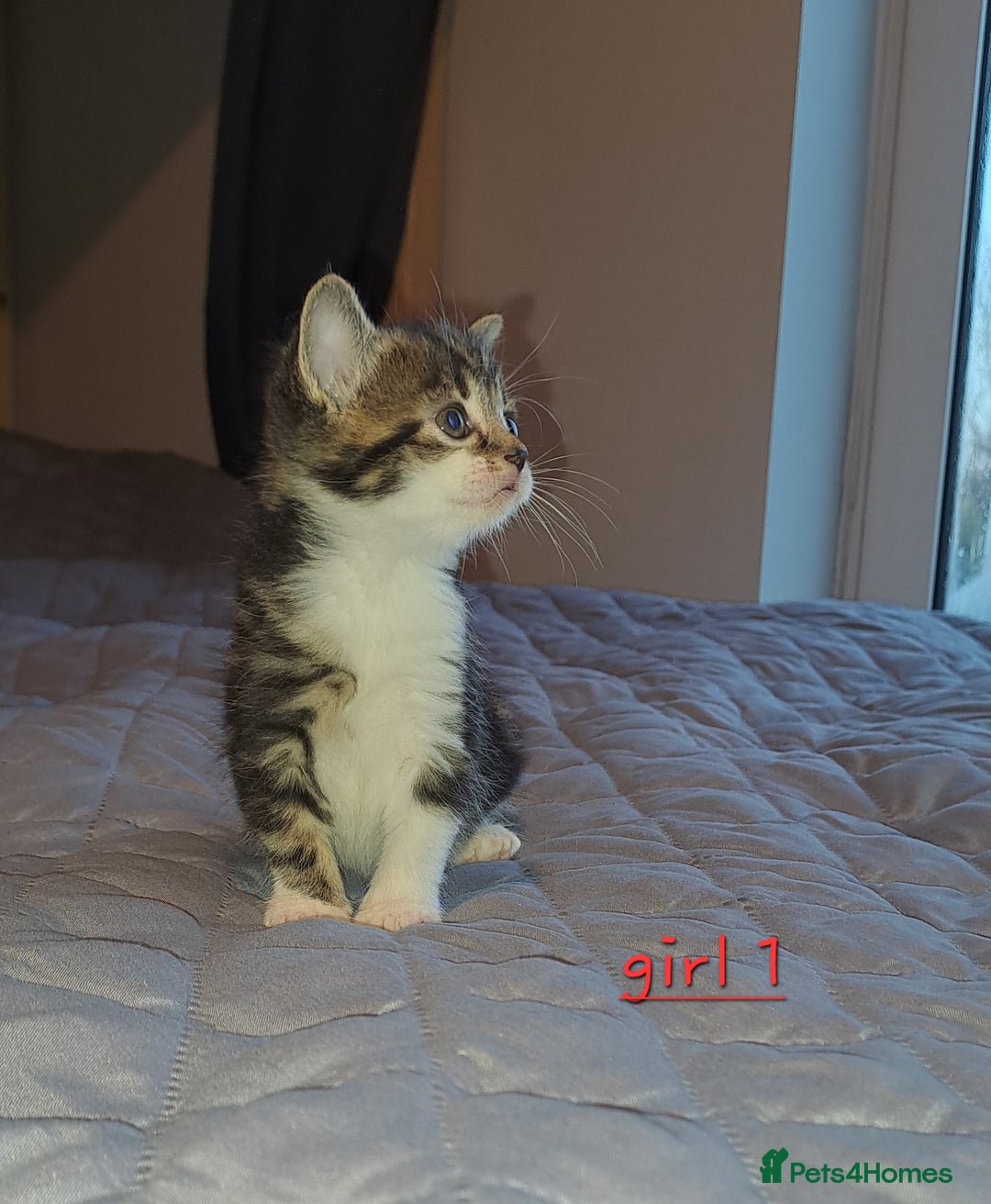 Domestic Shorthair cats for sale: 5 gorgeous kittens for sale  - Advert 7