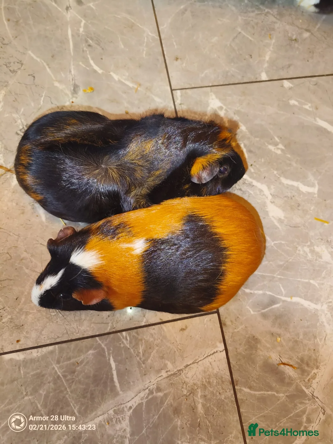 Guinea Pig rodents for sale: A very sad rehoming due to relocation no pets - Advert 5