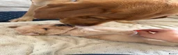 Labrador Retriever dogs for sale: Beautiful Red Fox Labrador Retriever Puppies - Advert 25