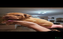 Dogue De Bordeaux dogs for sale: Dogue de bordeaux puppiesgor sale - Image 2