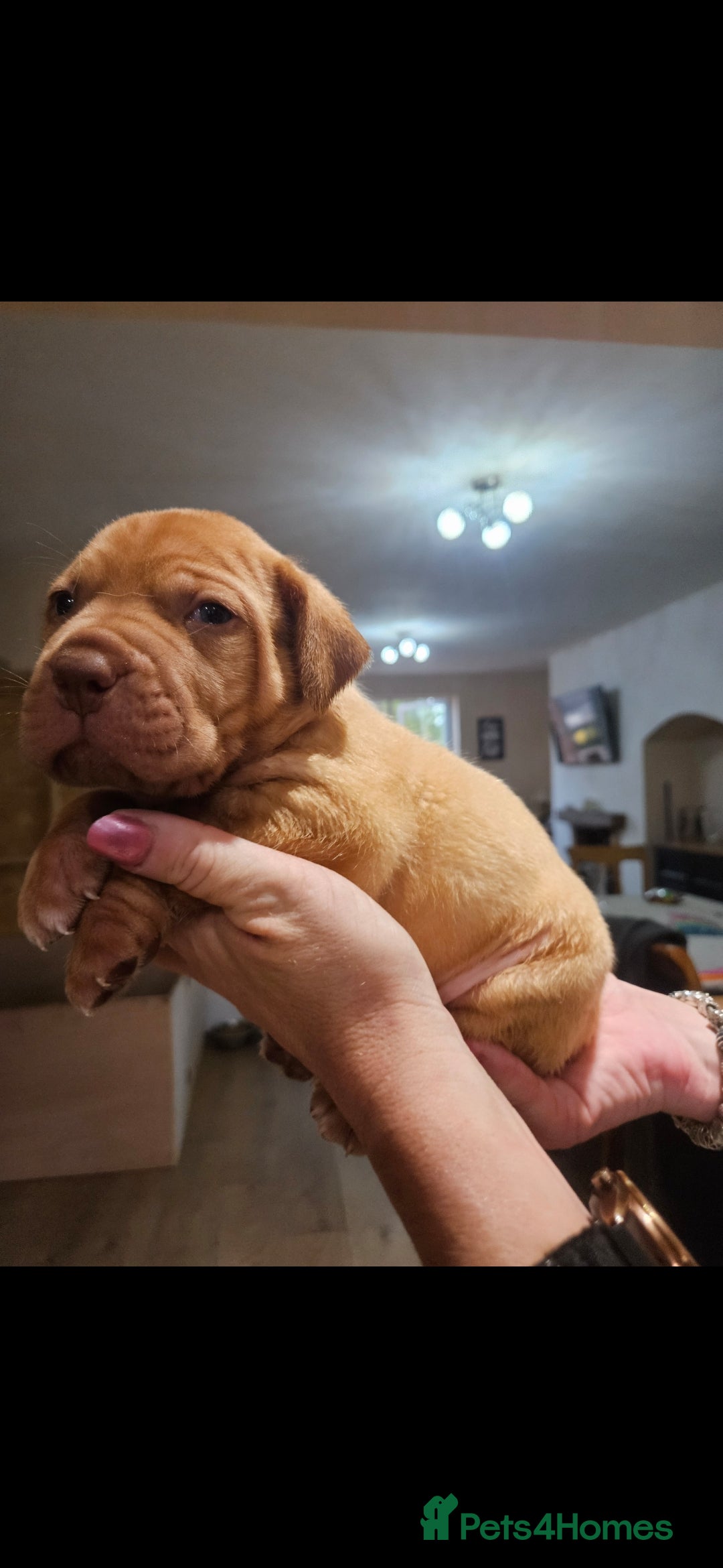 Dogue De Bordeaux dogs for sale: Dogue de bordeaux puppiesgor sale - Image 2