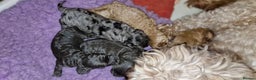Poodle dogs for stud: Merle black & silver poodle for stud only .  in Lincoln - Advert 26
