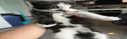 Mixed Breed cats for sale: Beautiful Playful Kittens - Advert 9