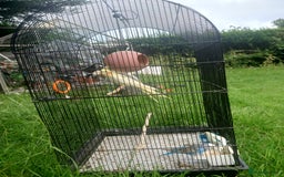 Cockatiels birds for sale: 2 Cockatiels & 2 Budgies with Cage in Preston - Image 15