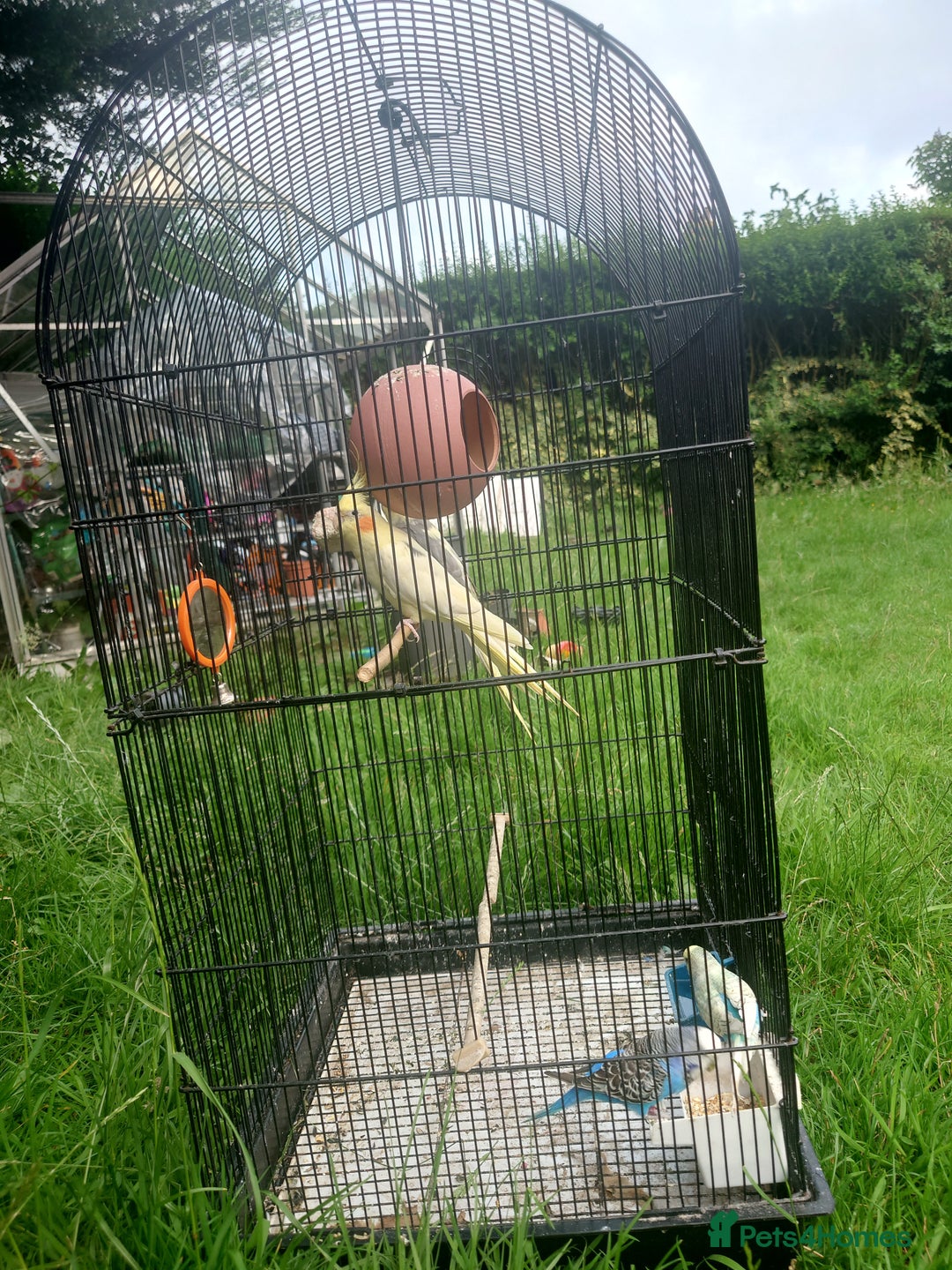 Cockatiels birds for sale: 2 Cockatiels & 2 Budgies with Cage in Preston - Image 15