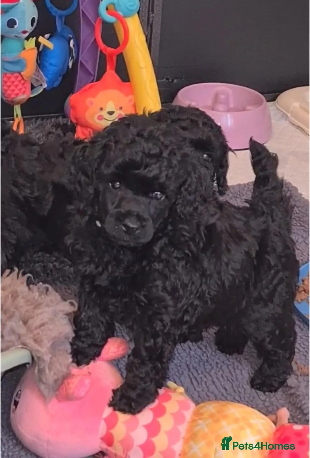 Miniature Poodle dogs for sale: Kc registered, quality miniature poodles - Advert 2