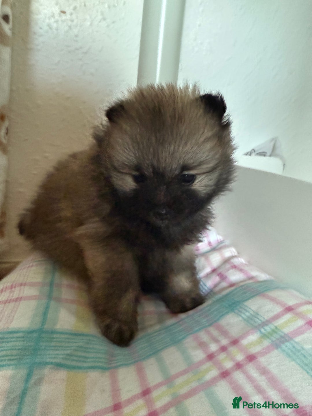 Pomeranian dogs for sale: Two Poms looking for forever home - Advert 12