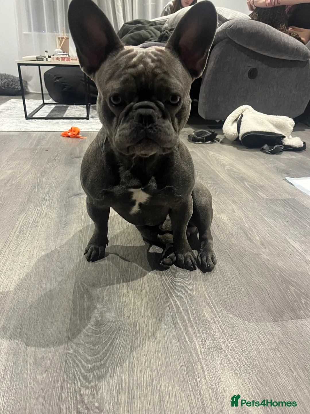 French Bulldog dogs for stud: Purebred Frenchie (Reggie) - Advert 1