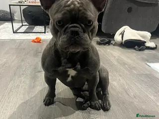 French Bulldog dogs Purebred Frenchie (Reggie) - Advert 1