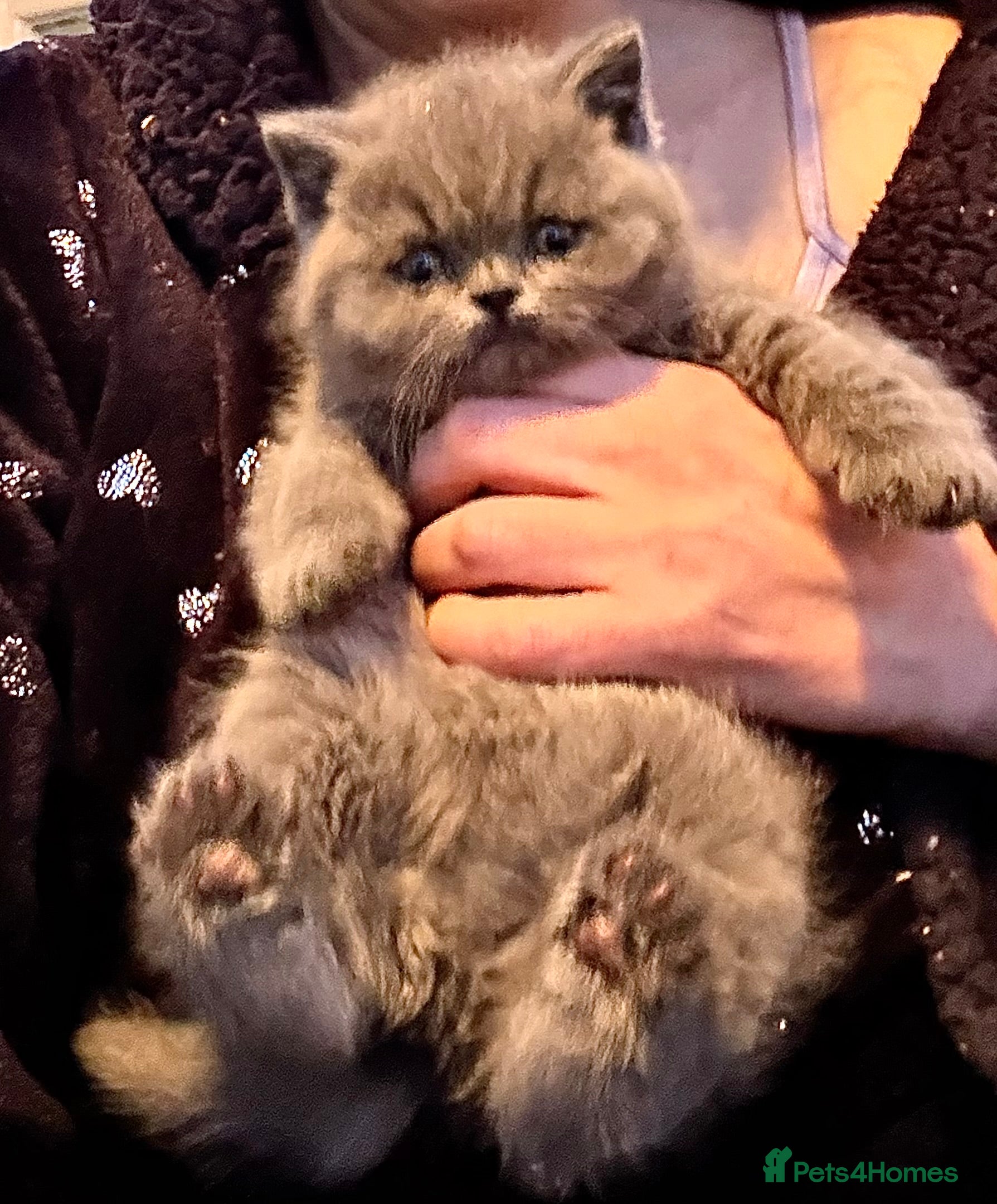 British Shorthair cats British Blue British Shorthair girl available - Advert 14