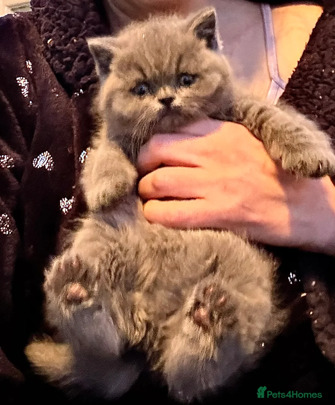 British Shorthair cats for sale: British Blue British Shorthair girl available - Advert 10