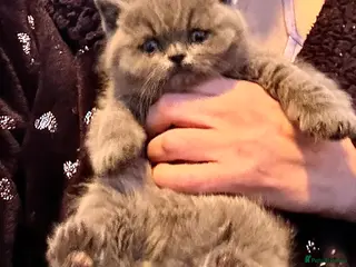 British Shorthair cats British Blue British Shorthair girl available - Advert 1