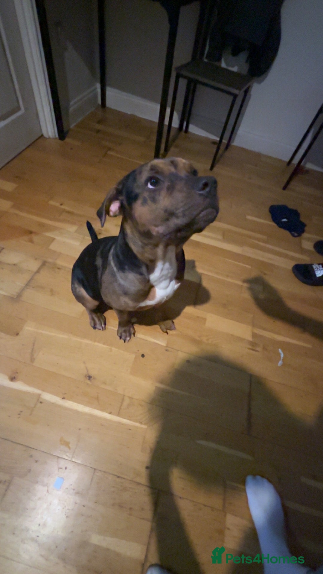 American Bully dogs for sale: American bully pup  - Advert 2