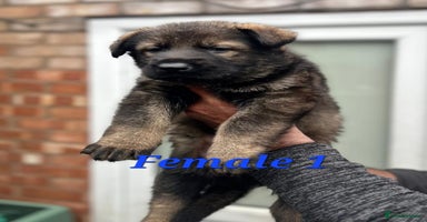 German Shepherd dogs - Advert 4