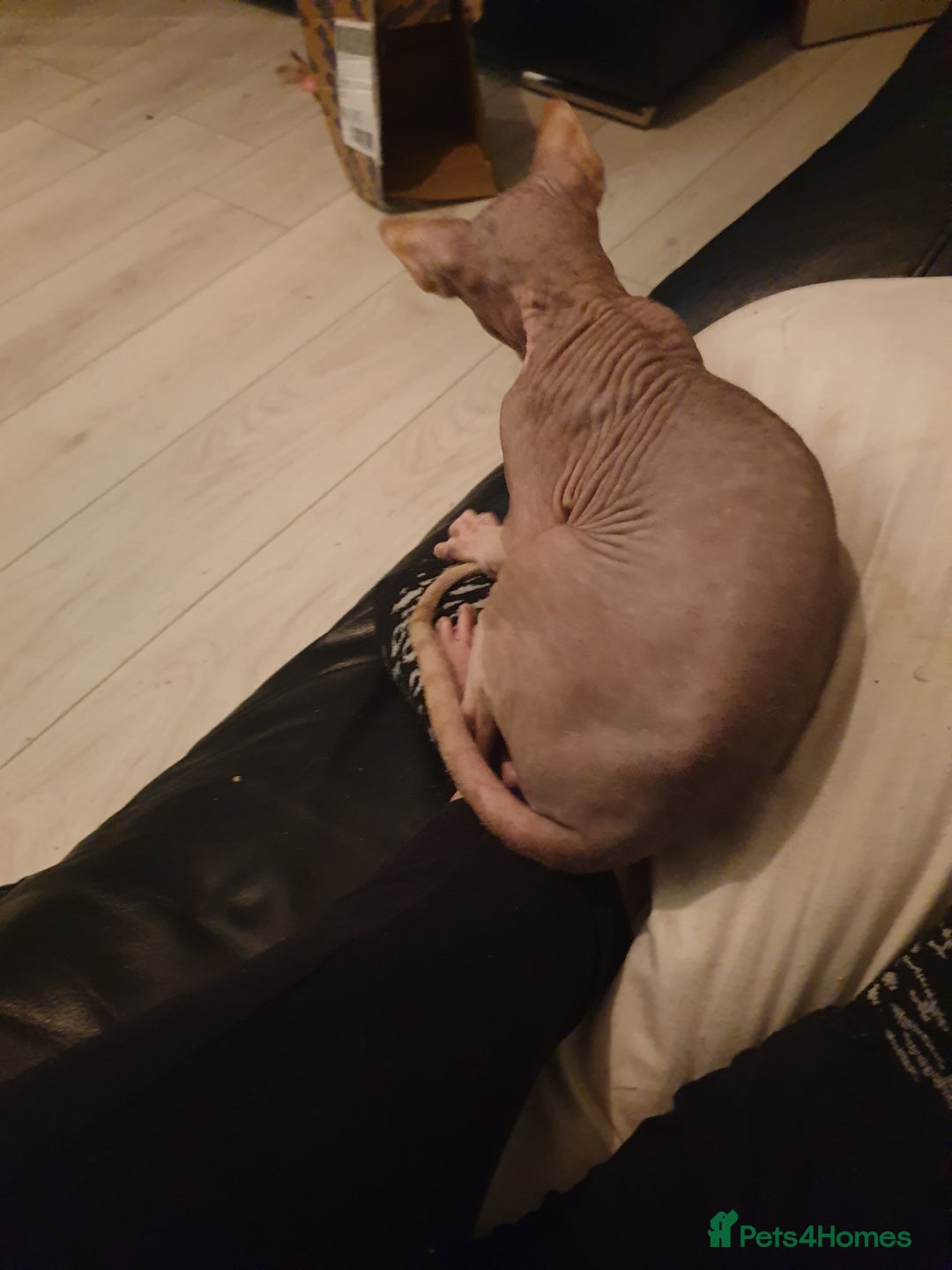 Sphynx cats for sale: 1 boy sphynx left ready for his forever home  - Advert 3