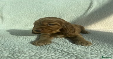 Cocker Spaniel dogs - Advert 6