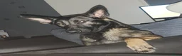 Mixed Breed dogs for sale: Luna & Monny 3 years old in Widnes - Advert 4