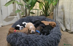 Cockapoo dogs for sale: Cockapoo Puppies Extensive Health Tested - Image 20