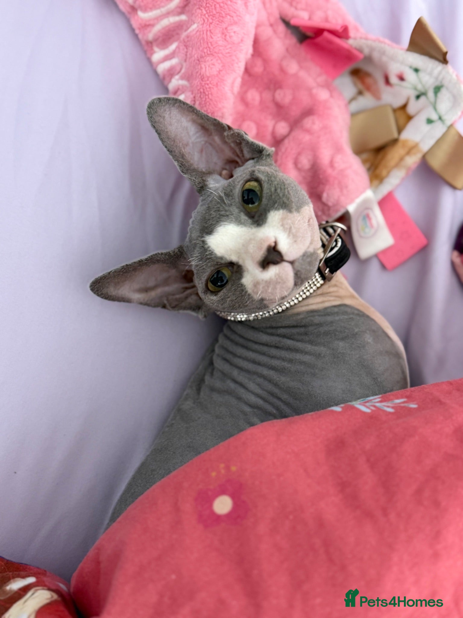 Sphynx cats Sphynx cat - Advert 1