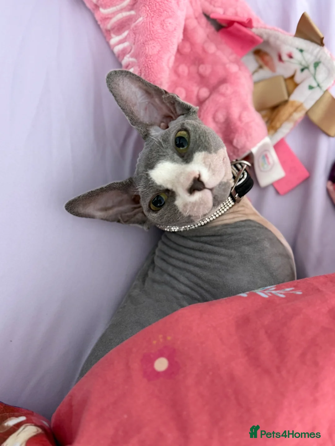 Sphynx cats for sale: Sphynx cat in Weston-super-Mare - Advert 1